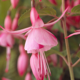 Fuchsia 'Shrimp Cocktail'